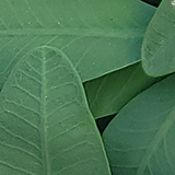 ハナキリンの写真